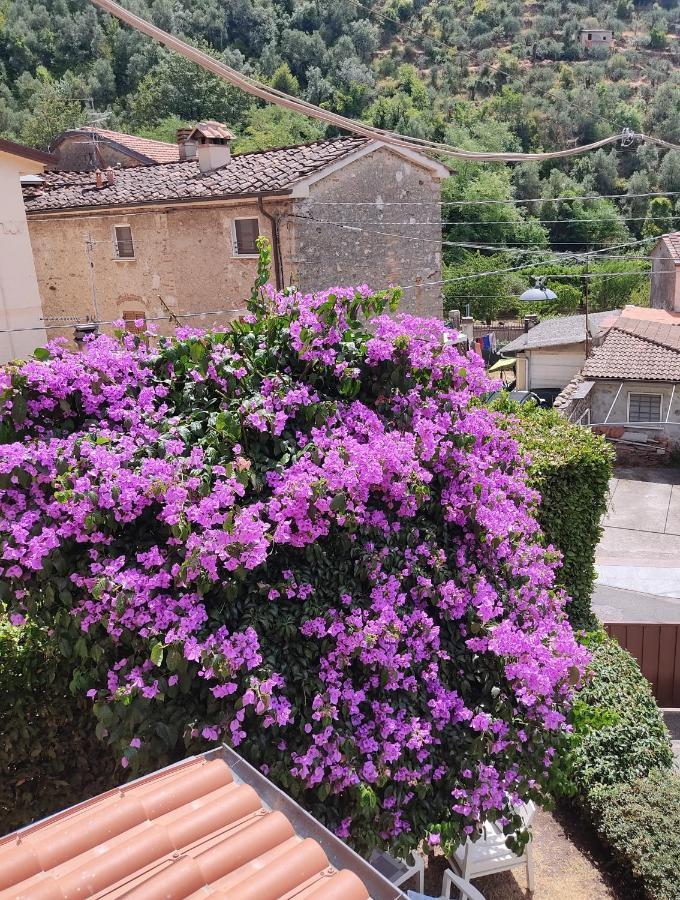 La Bouganville E Il Gelsomino Pietrasanta Ngoại thất bức ảnh
