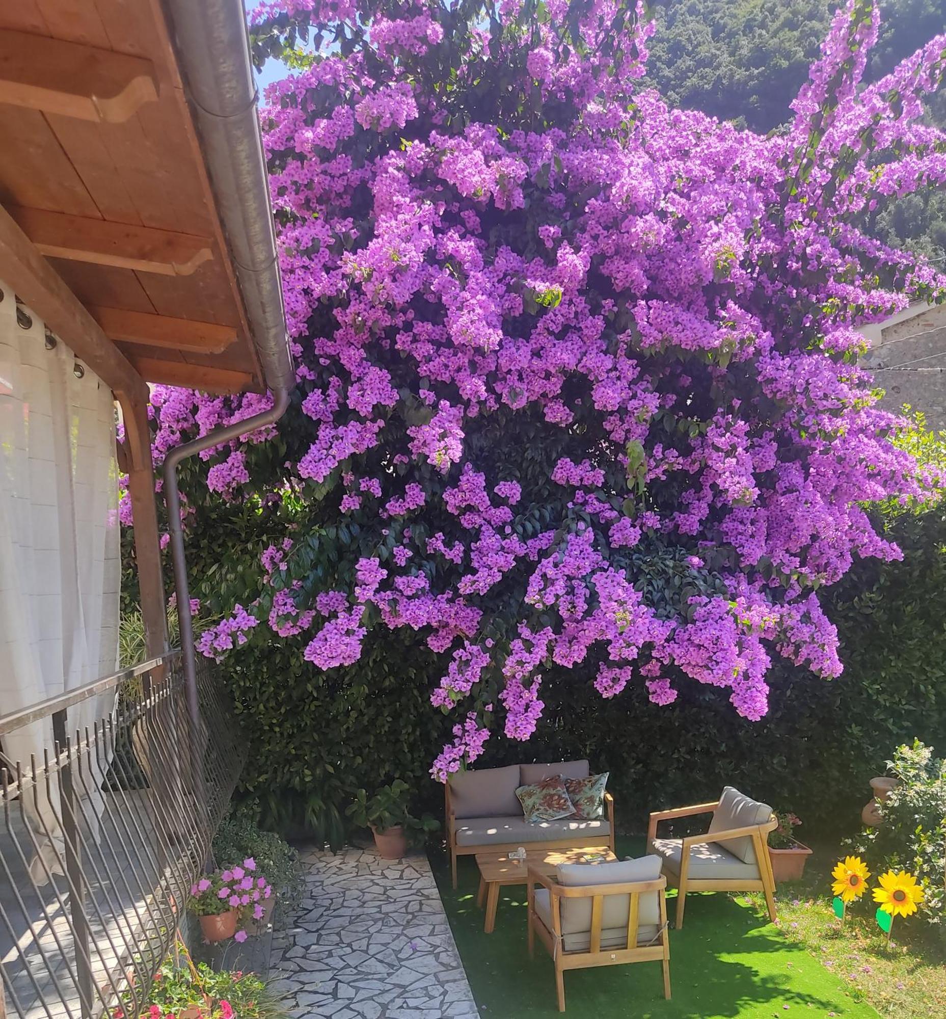 La Bouganville E Il Gelsomino Pietrasanta Ngoại thất bức ảnh